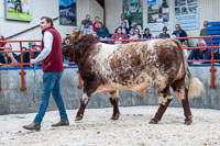 lot 45 Coxhill Rocko from Bradley Farmer sold for 2800gns